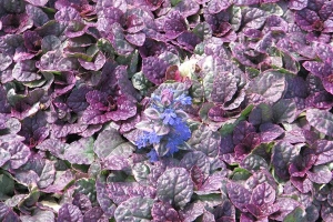 Ajuga 'Burgandy Glow' 